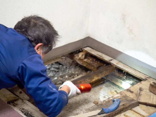 Best Mold Remediation  in Pasadena, CA