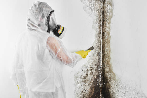 Best Local Mold Removal Service  in Pasadena, CA