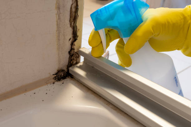 Best Crawl Space Mold Removal  in Pasadena, CA