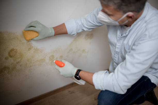 Best Home Mold Removal  in Pasadena, CA