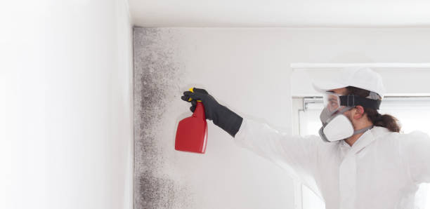 Best Mold Testing and Removal  in Pasadena, CA