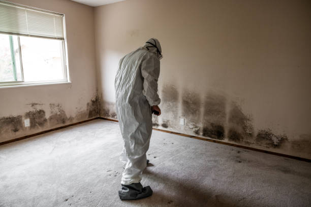 Trusted Pasadena, CA Mold Removal Experts